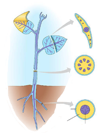 Structure plante vasculaire - tissus