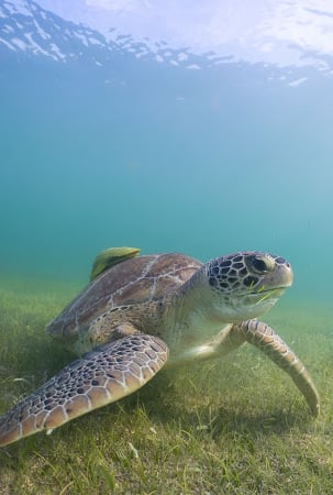 Akumal Scuba Diving zone