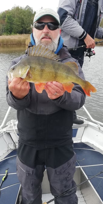 En fiskare är på en båt i Sverige, han fick en fin abborre tack vare fiskeflykt Sverige.