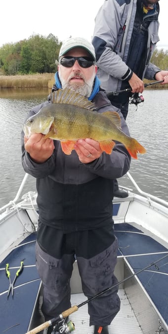 A fisherman is on a boat in Sweden, he has a nice perch thanks to fishing escape Sweden.