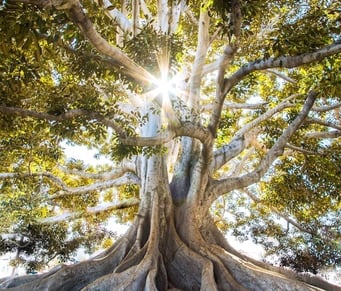 l'environnement qui nous entoure nous inspire