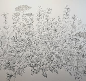 illustrazione di piante botaniche ad inchiostro
