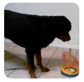 a dog is standing on the floor in front of a dog