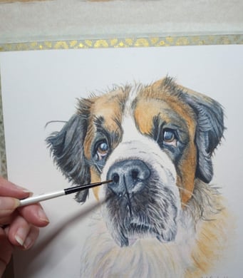 Pet Portrait commissioned, St Bernard