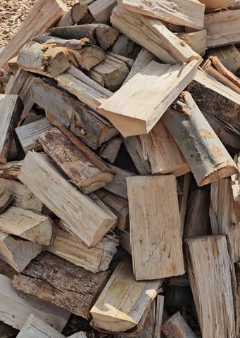 blue gum eucalyptus fire wood