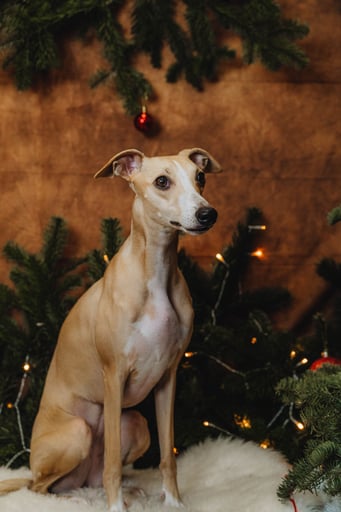 shooting photo de noël de notre lévrier