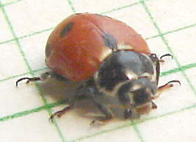 7 spot, Adonis ladybird