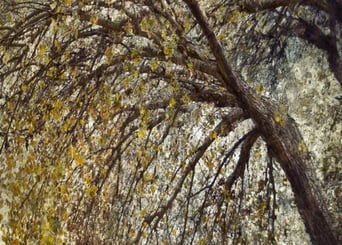 Martin Osner’s art tree photography collection featuring textured, layered autumn leaves and an arched tree.