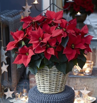 Christmas star flower