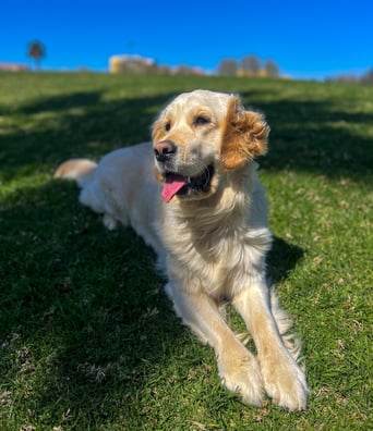 a dog is laying down on the grass