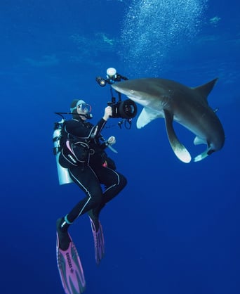 requin océanique avec un plongeur qui le photographie