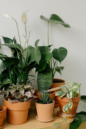 "Lucky indoor plants for positive energy and good fortune, including lucky bamboo, jade plant, peace