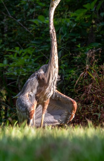great blue heron doing some sort of mating ritual 