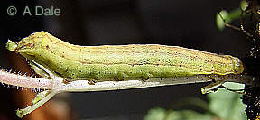 Flame Shoulder larva