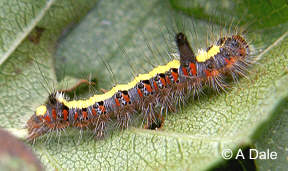 Grey Dagger caterpillar
