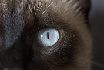 ojos azules gato siames