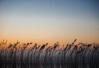 een veld met een zonsondergang