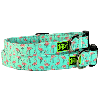 An aquamarine dog collar with a flamboyance of pink Flamingos