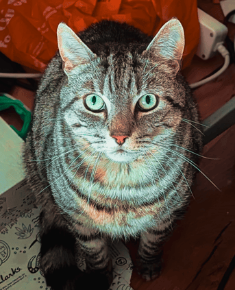 Ziggy posing for a photo update for his owner during cat visits in Edinburgh