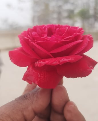 rose pose