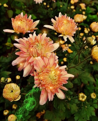marrygold beauty