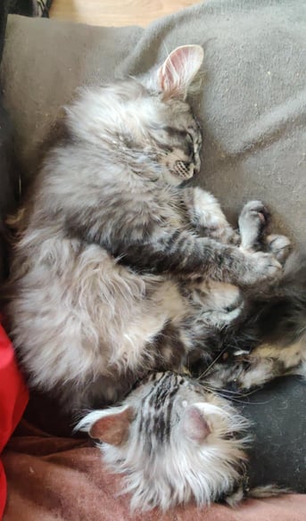 maine coon black silver