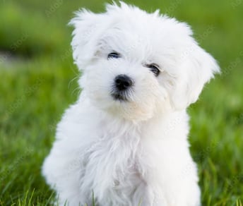 Perfect Paw Pups Maltese Puppy Litters MalSh Fur Babies