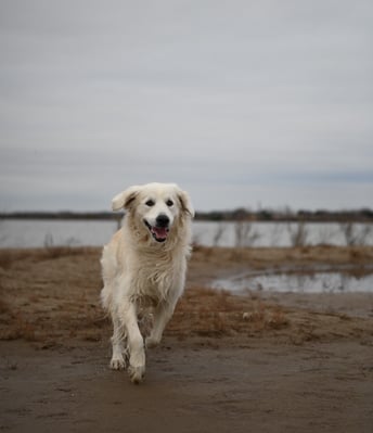 photographie animal