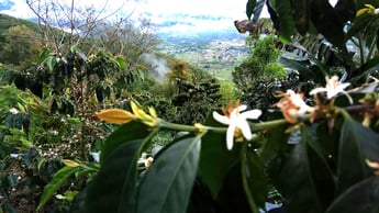 Takengon Estate