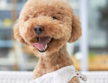 perro enano feliz