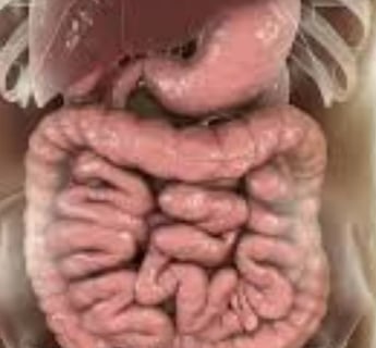 The Impact of Microbiome, Fasting, and Probiotics on Cancer (4)