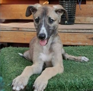 Greyhound Puppies