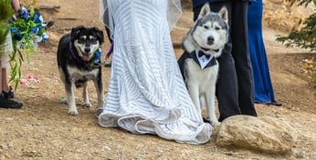 a bride and grooms dogs are standing on the side of a mountain in Banff