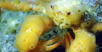 Crabe Araignée des anémones au Cap Ferret au bassin d'Arcachon.