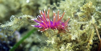 Nudibranche Coryphelle au Cap Ferret