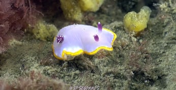 Nudibranche Doris rose au Cap Ferret