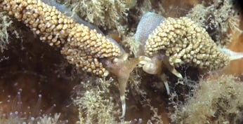 Nudibranche Faceline de Pruvot Fol