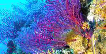 Gorgonnes de méditerranée