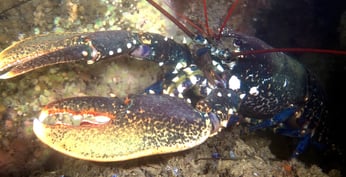 Homard Cap Ferret
