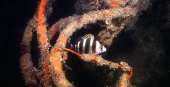 Poisson Sar tambour au Cap Ferret