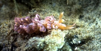 Nudibranche Limace à bigoudis au Cap Ferret au bassin d'Arcachon.