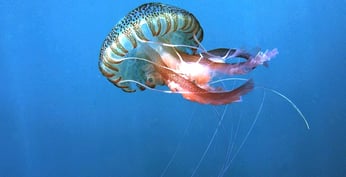 Méduse de Méditerranée sur la côte espagnole