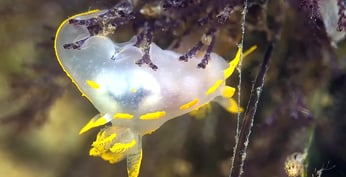 Nudibranche Polycéra au Cap Ferret au bassin d'Arcachon