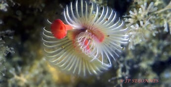 Serpule blanche au Cap Ferret au bassin d'Arcachon