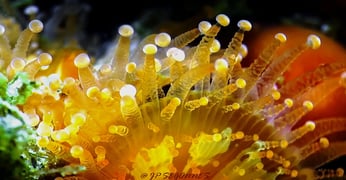 Tentacules d'Anémone bijou au Cap Ferret