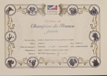 Diplôme champion de France jeune de notre caniche toy