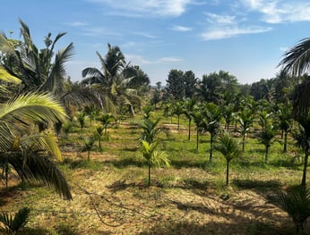 Nandi Farms
