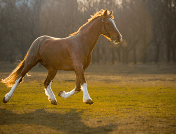 Magnétisme animal