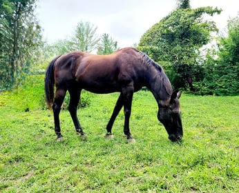 Health Vibes - horses heal body, mind, and emotions