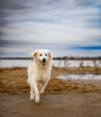 photographie animal